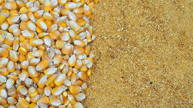yellow gold dried grains with solubles and corn grains