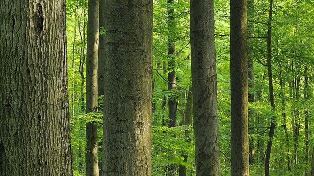 forest_640x360.jpg