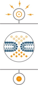 Electroponation_2.jpg